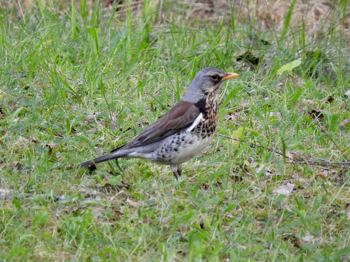 Fieldfare - ML620133608