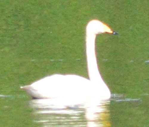 Whooper Swan - ML620133618