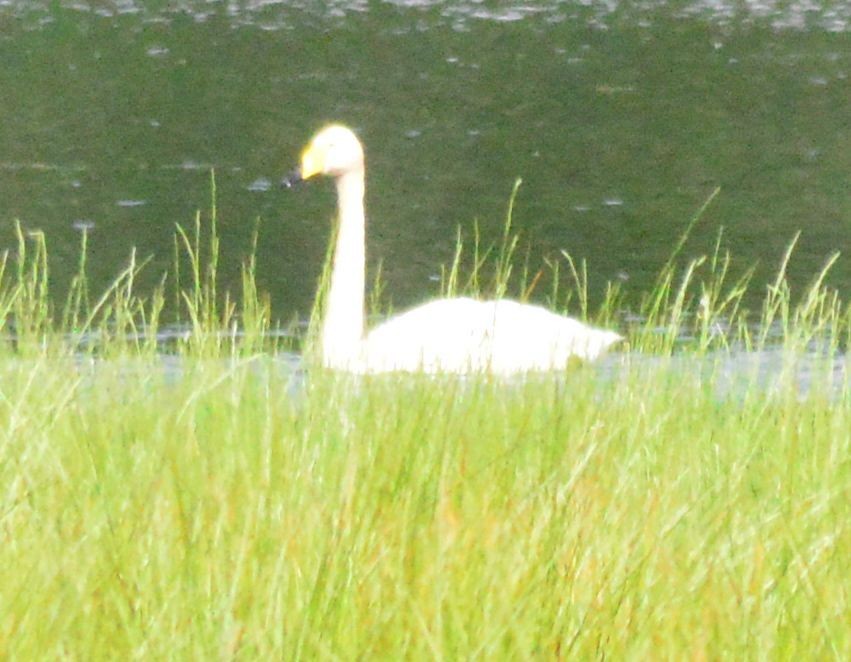Whooper Swan - ML620133623