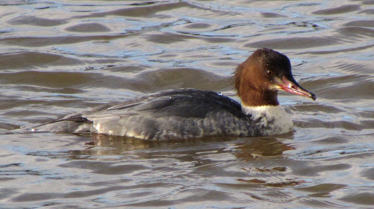 Common Merganser - ML620133631