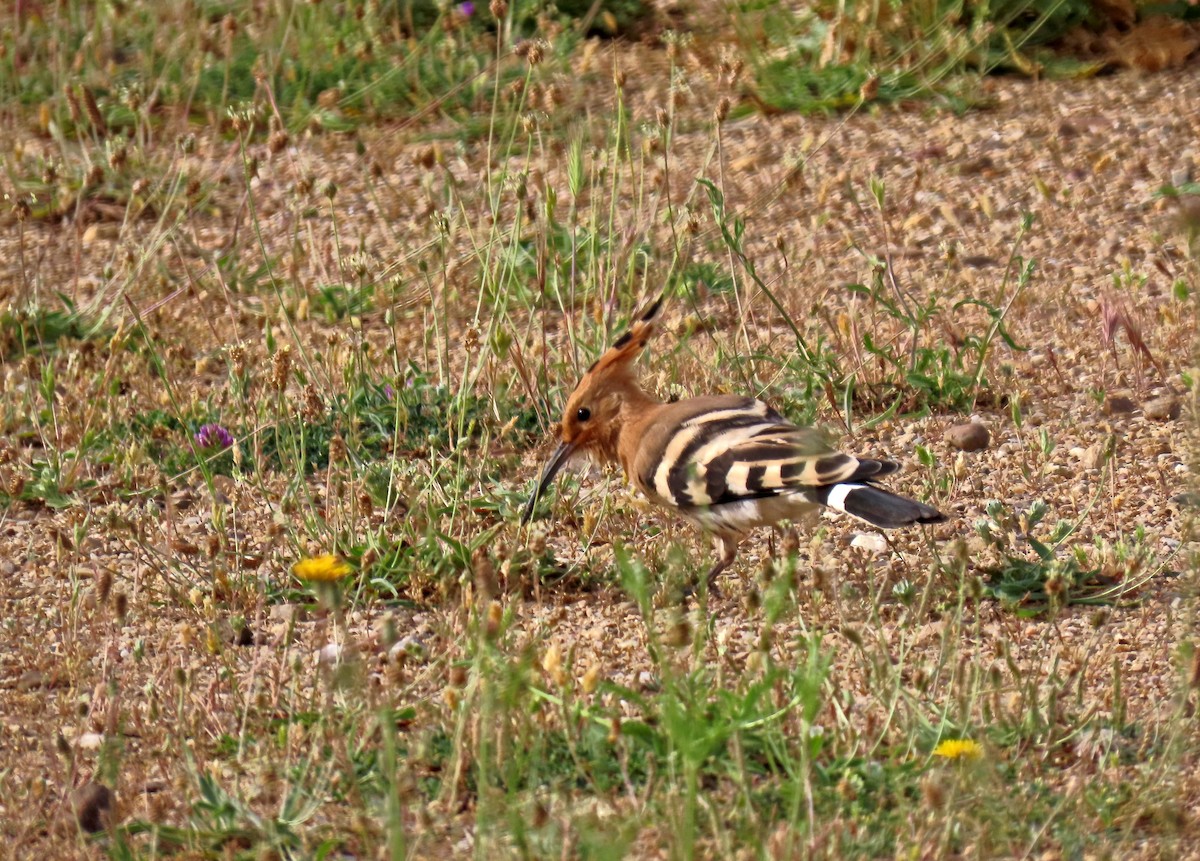 Eurasian Hoopoe - ML620133637