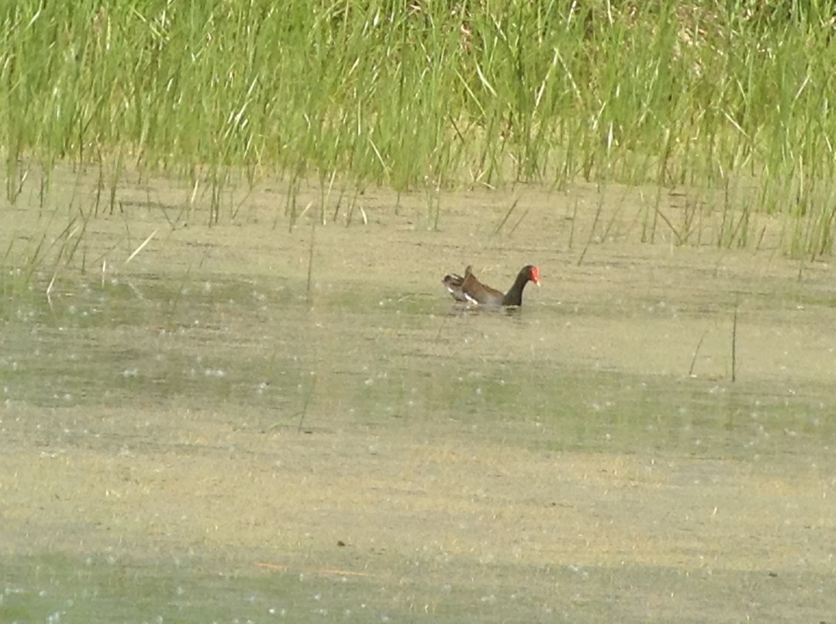 Gallinule d'Amérique - ML620133640