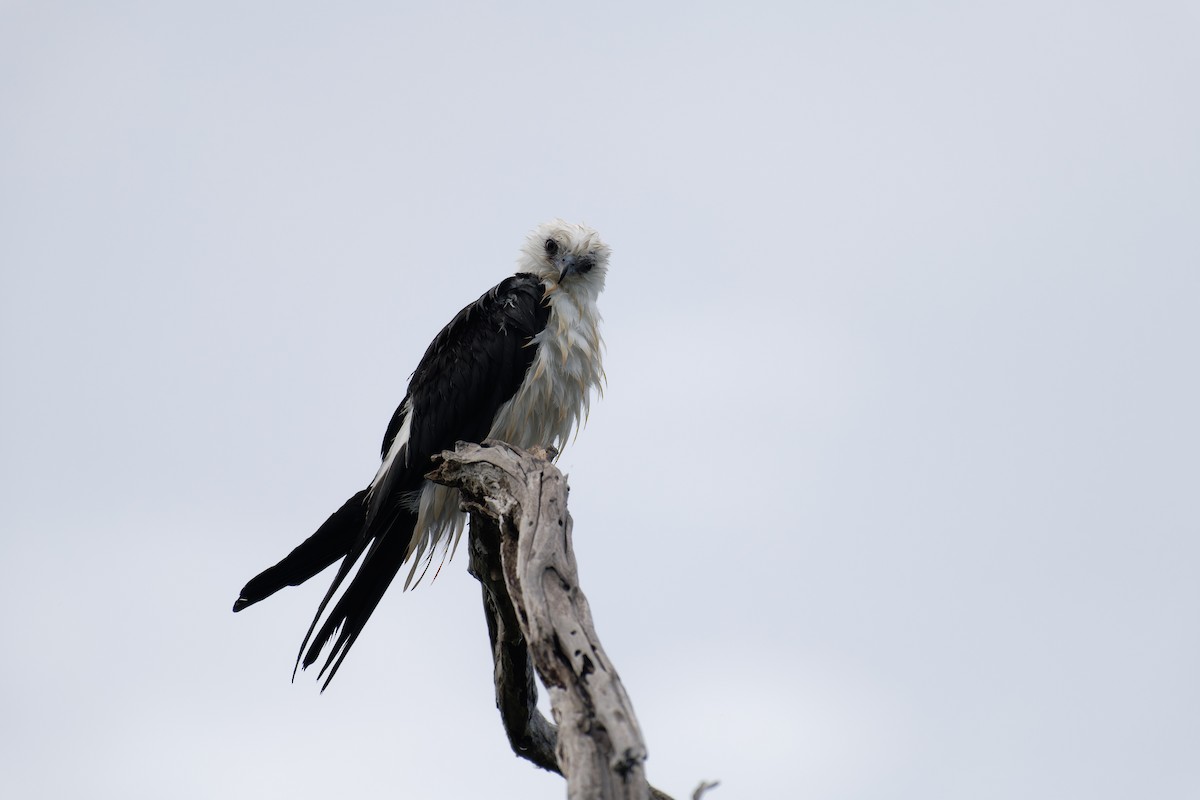 Swallow-tailed Kite - ML620133651