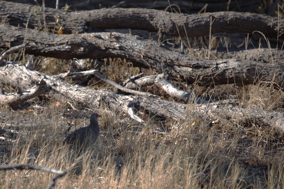 Swainson's Spurfowl - ML620133653