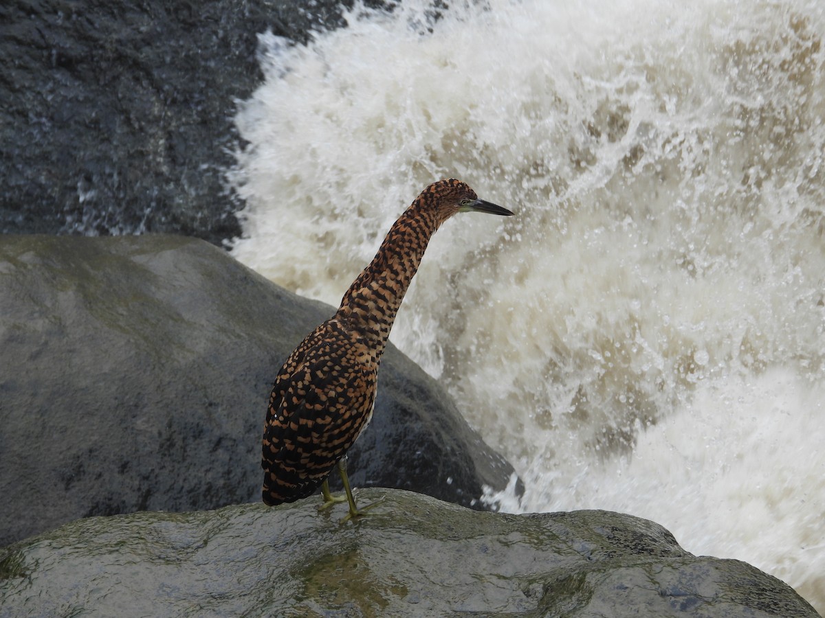 Fasciated Tiger-Heron - ML620133656