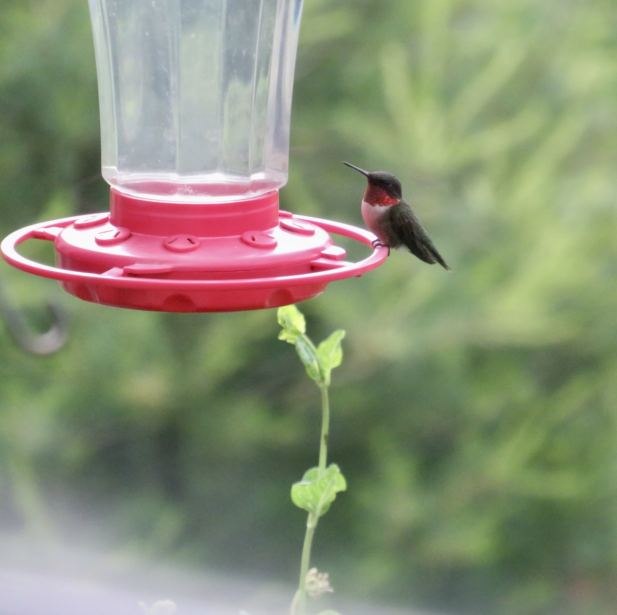 Ruby-throated Hummingbird - ML620133677