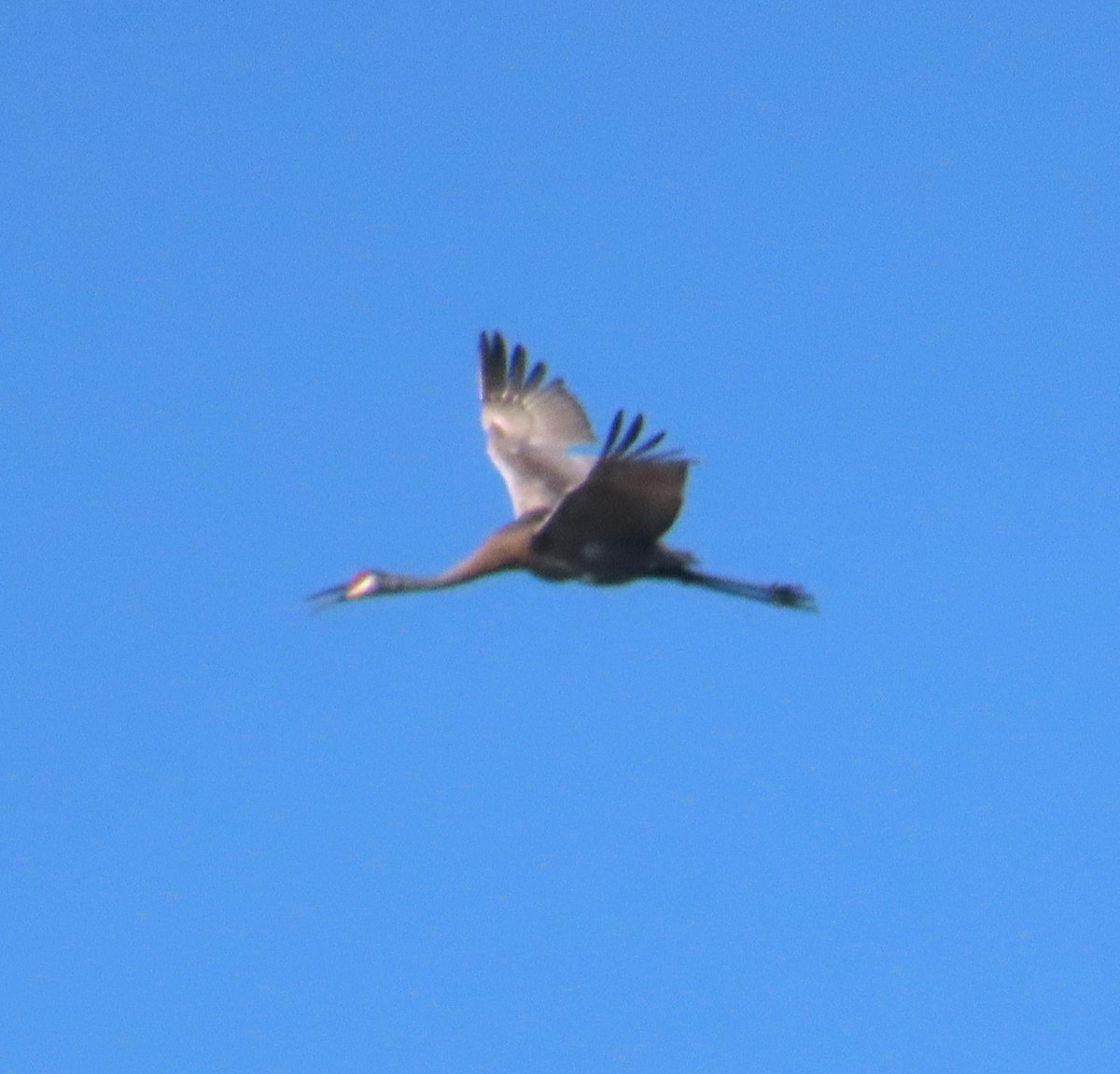 Sandhill Crane - ML620133680