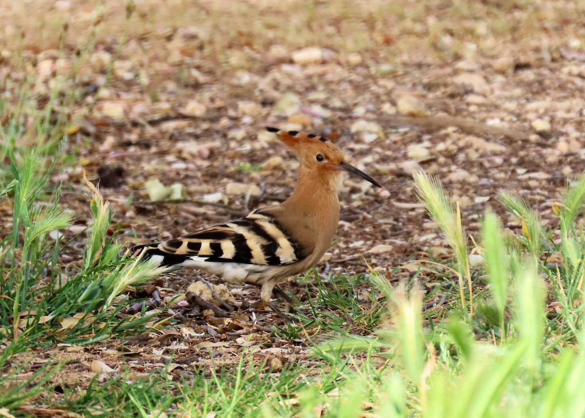 Eurasian Hoopoe - ML620133684