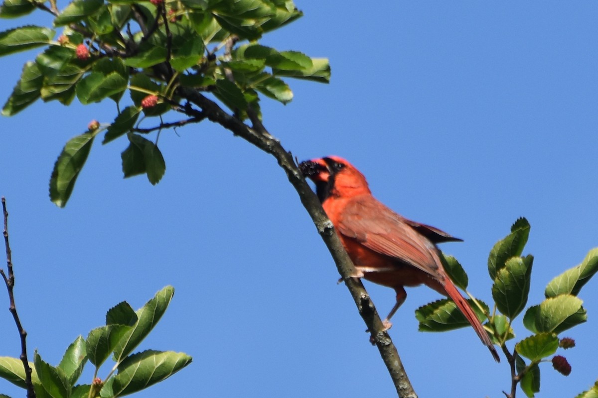 Cardinal rouge - ML620133685