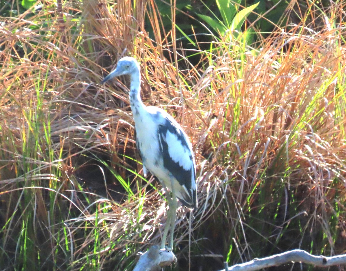 Little Blue Heron - ML620133687