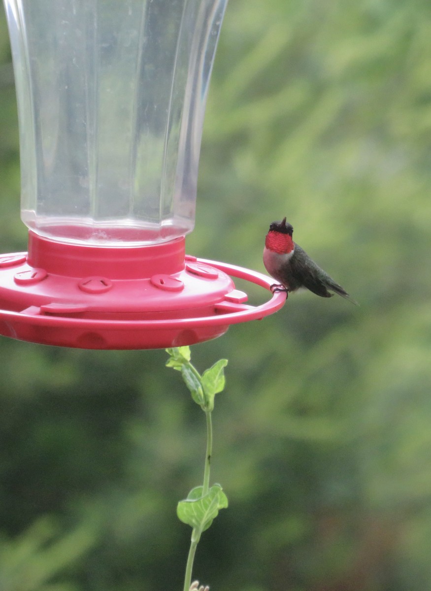 Ruby-throated Hummingbird - ML620133689