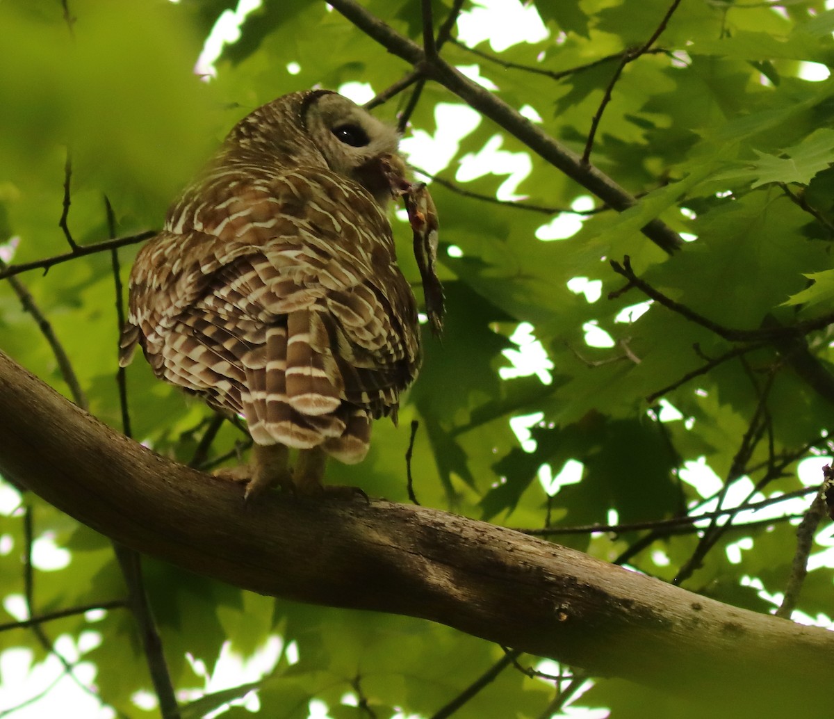 Barred Owl - ML620133691