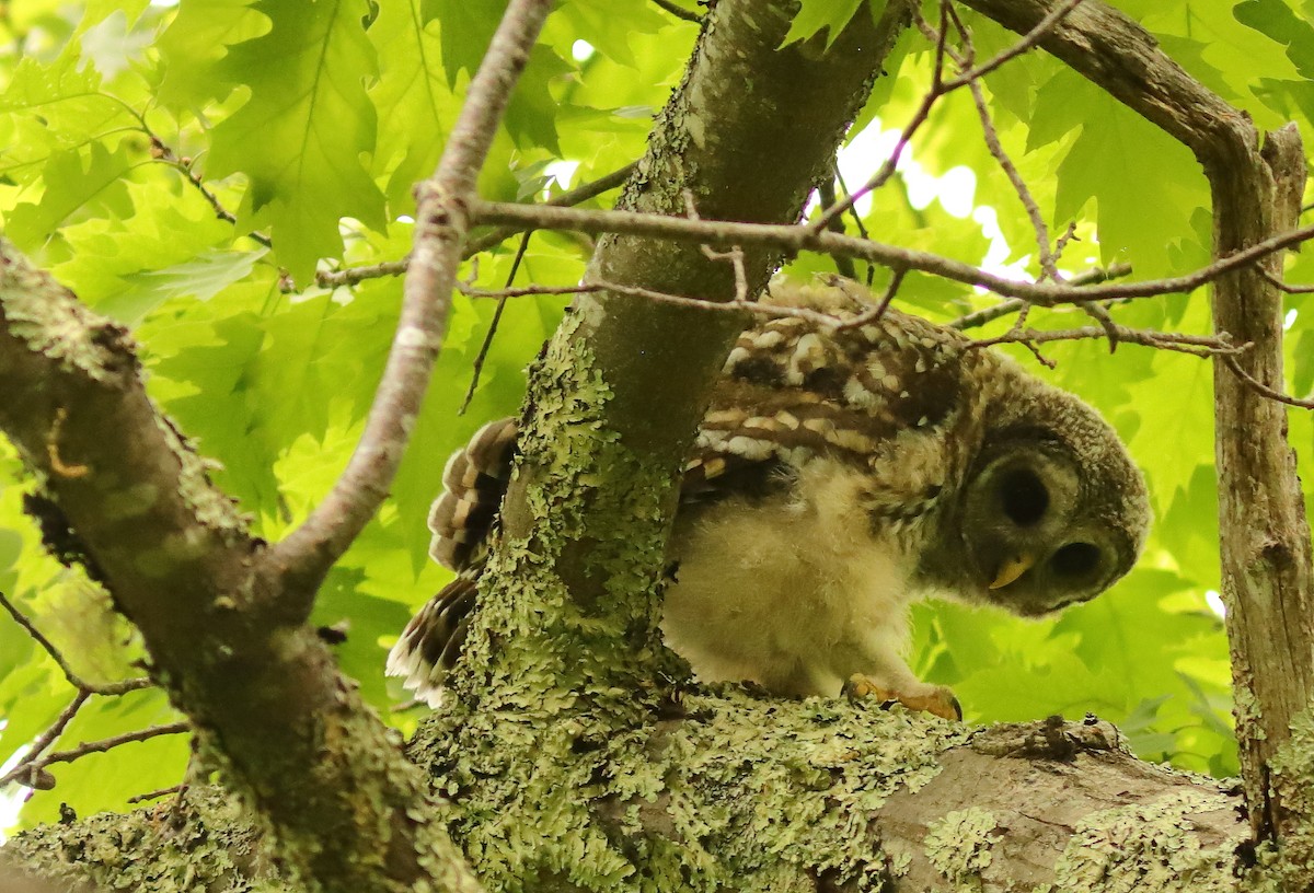 Barred Owl - ML620133692