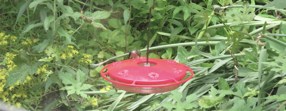 Ruby-throated Hummingbird - ML620133705