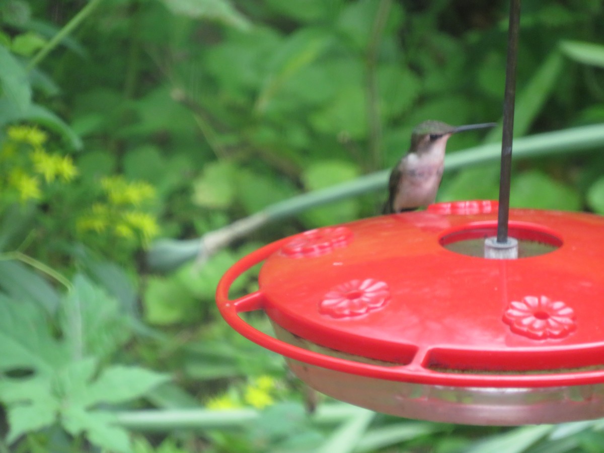 Ruby-throated Hummingbird - ML620133710