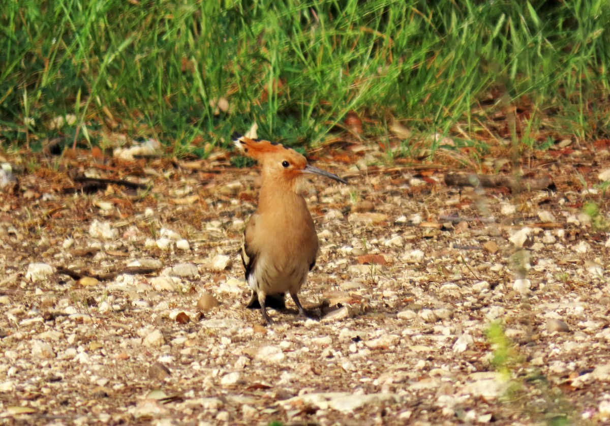 Eurasian Hoopoe - ML620133713