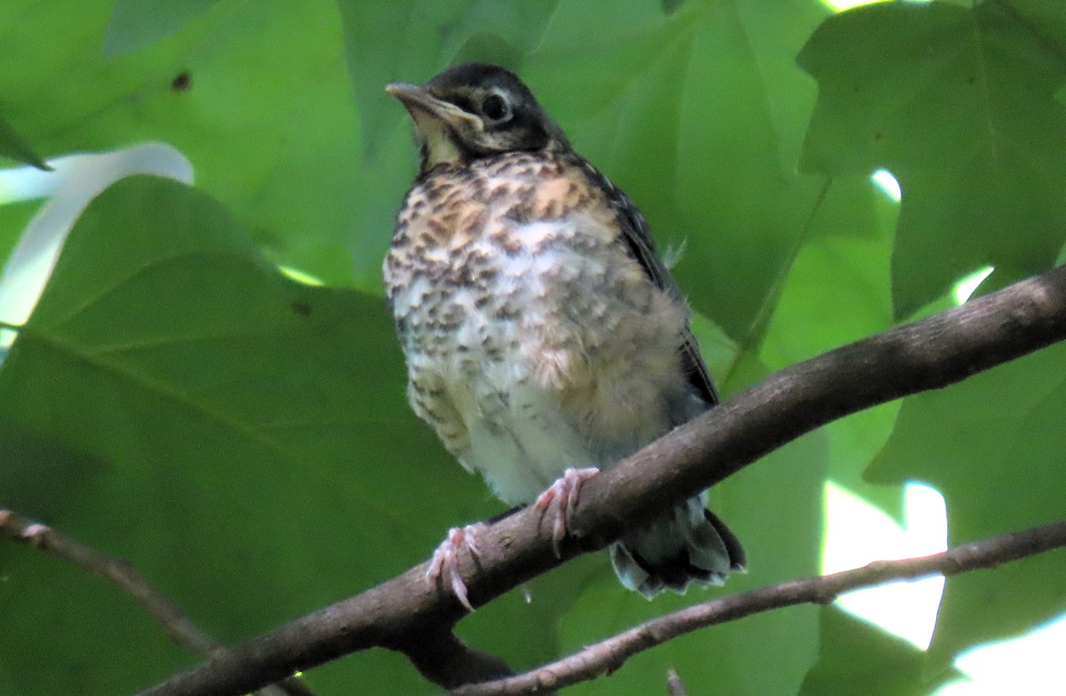 American Robin - ML620133735