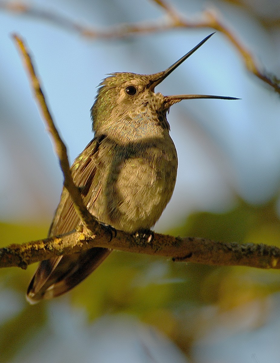 Anna's Hummingbird - ML620133738
