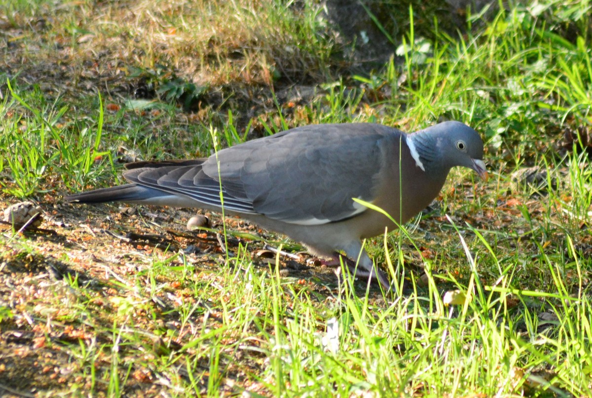 Common Wood-Pigeon - ML620133740
