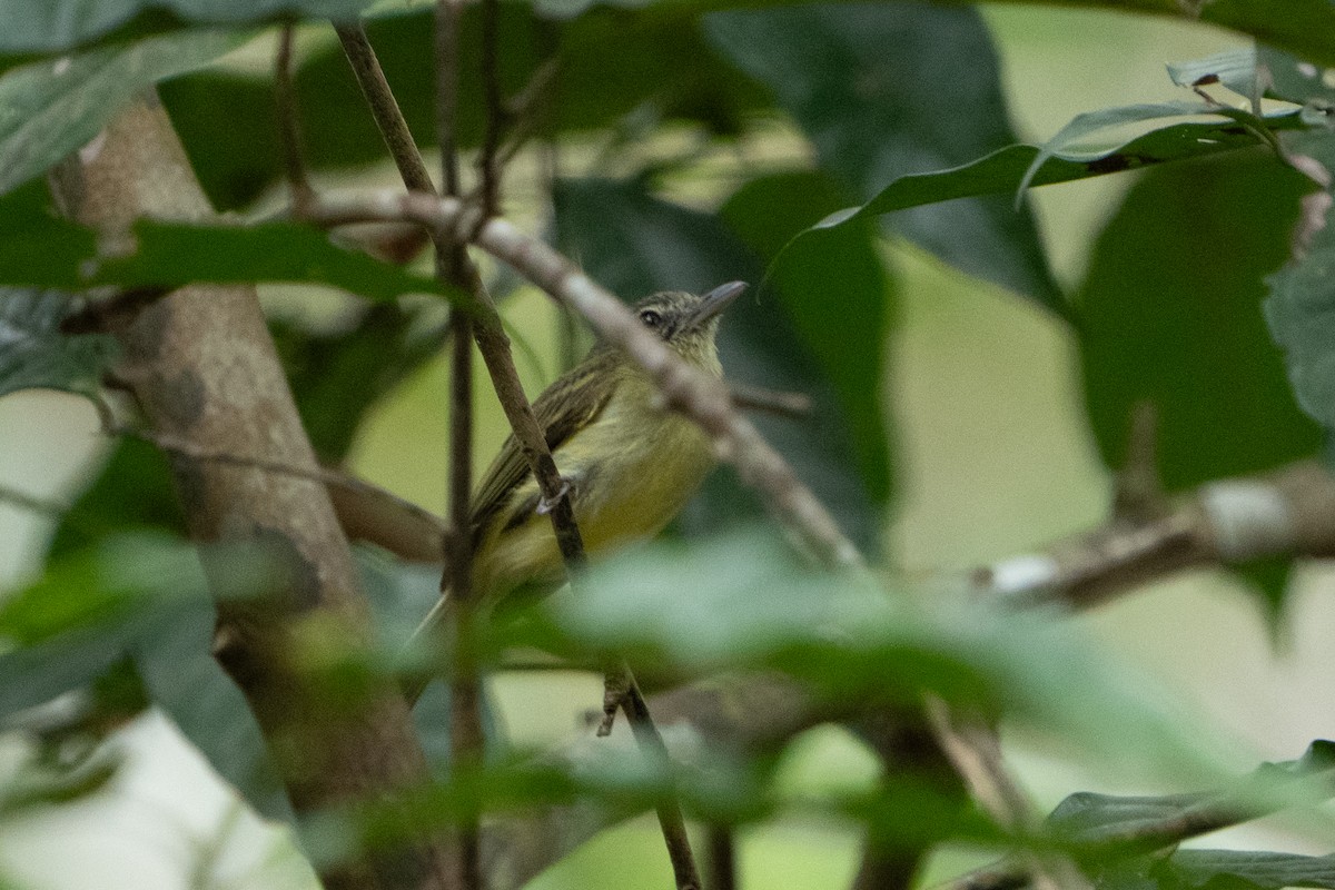 Slender-footed Tyrannulet - ML620133741