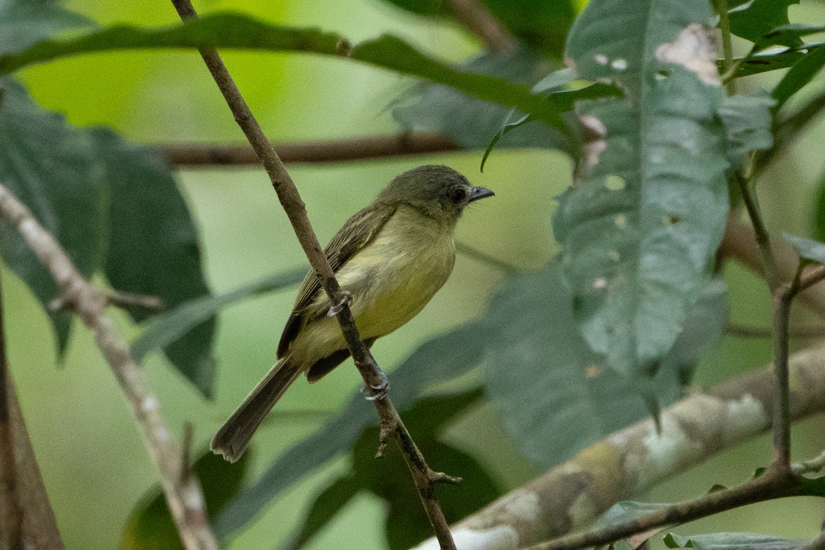 Slender-footed Tyrannulet - ML620133742