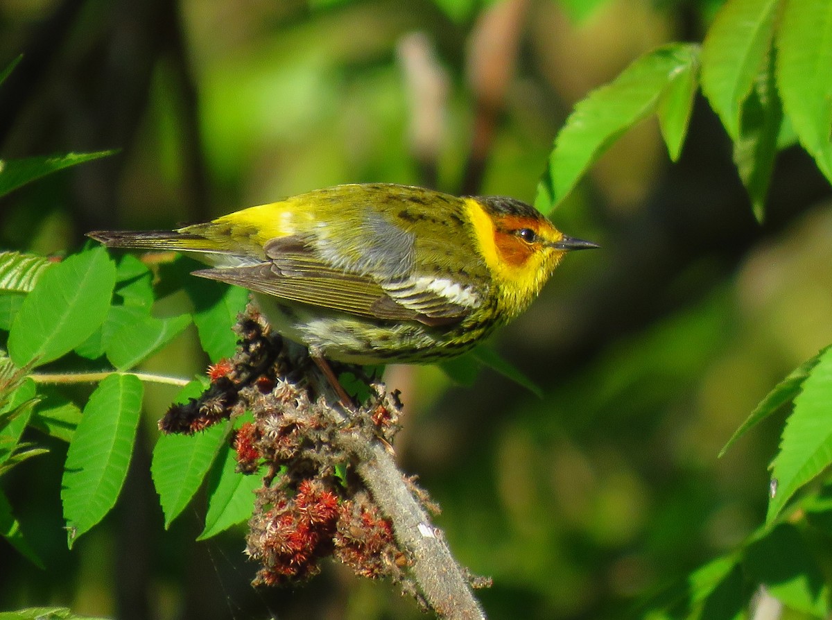 Cape May Warbler - ML620133745