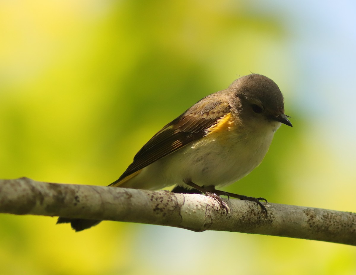 American Redstart - ML620133747