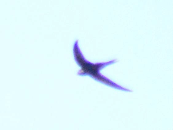 Common Swift - ML620133750