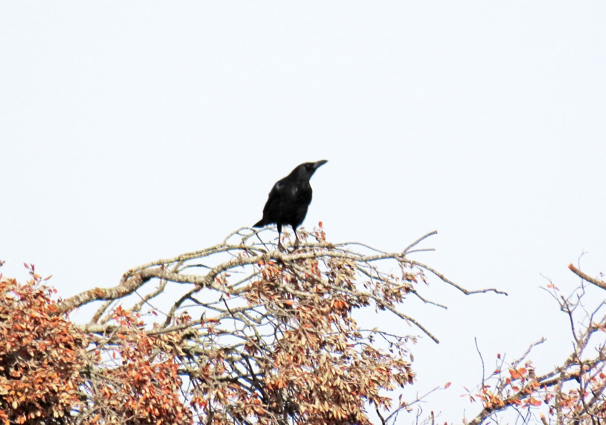 Carrion Crow - ML620133754