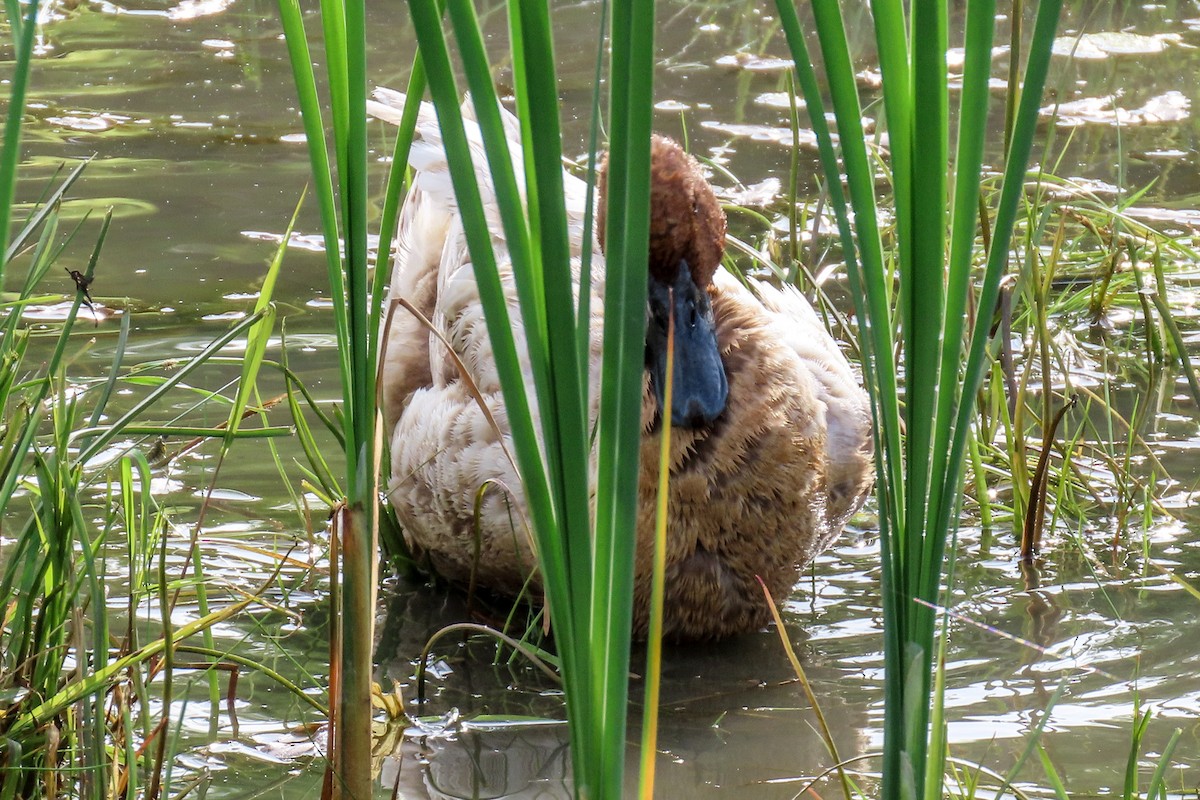 duck sp. - ML620133758