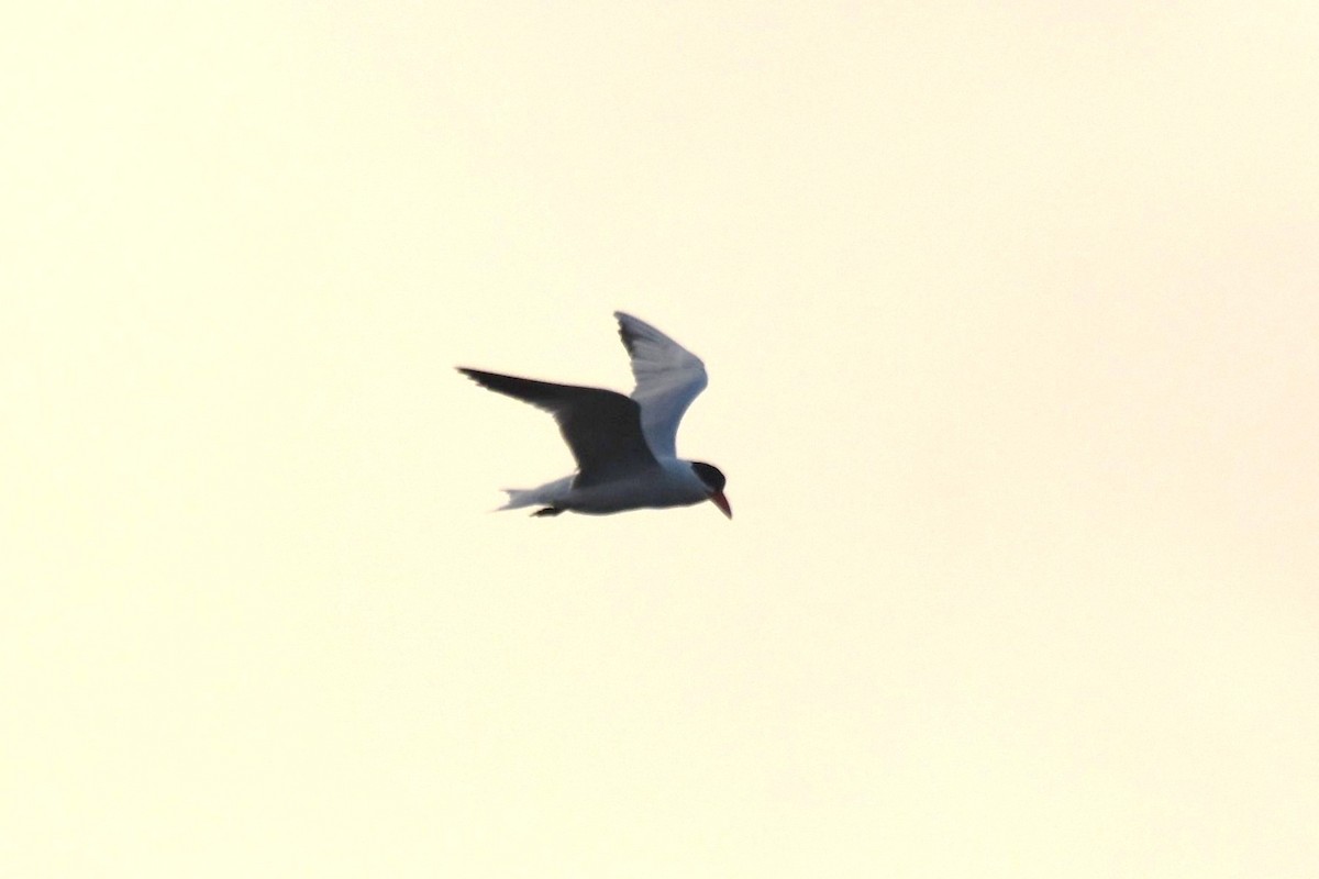 裏海燕鷗 - ML620133760