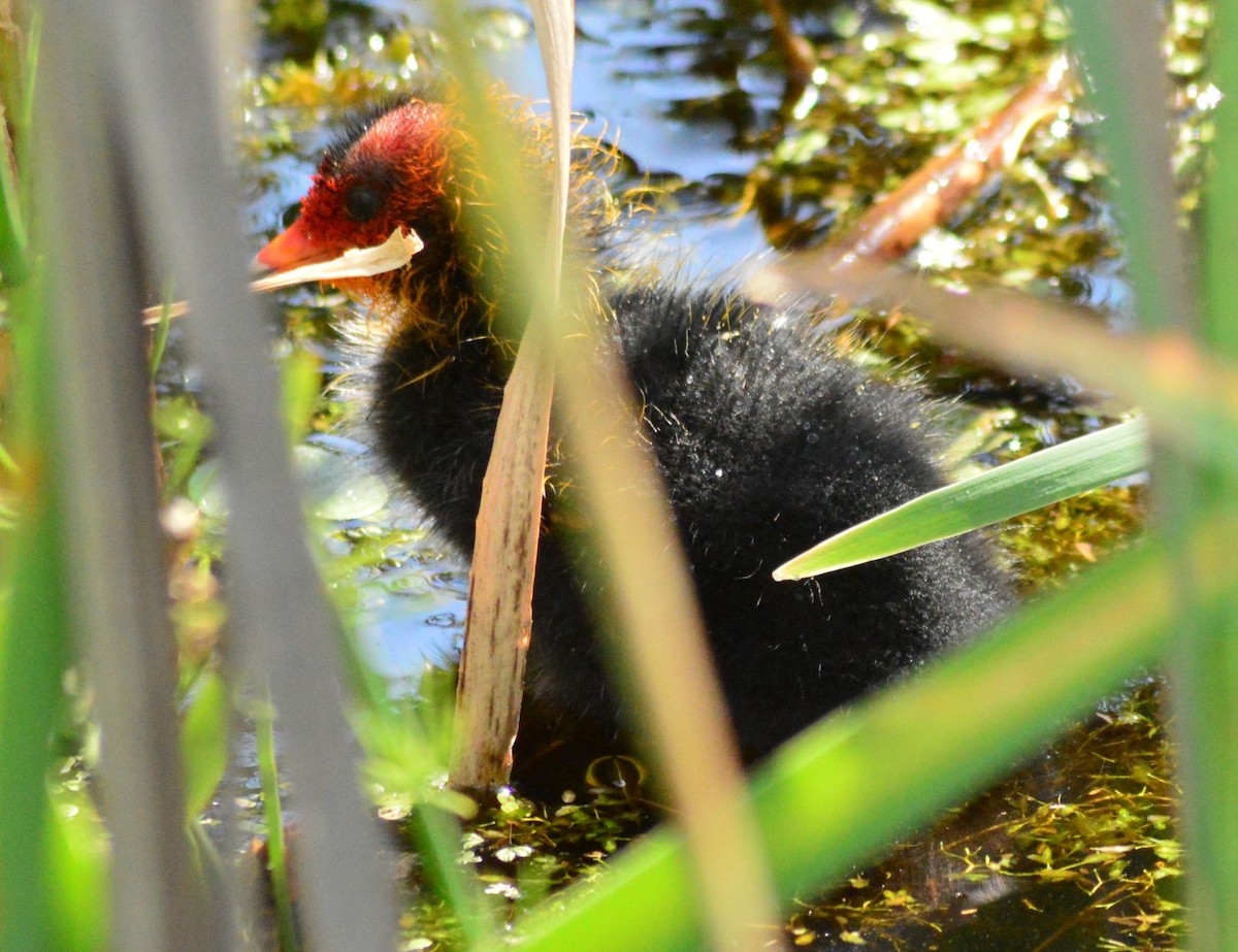 Eurasian Coot - ML620133767