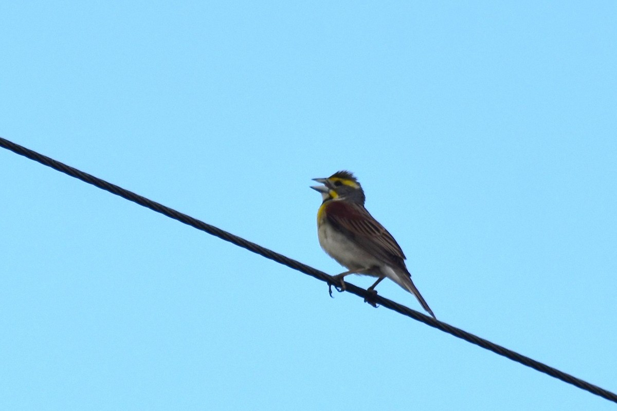 Dickcissel d'Amérique - ML620133784