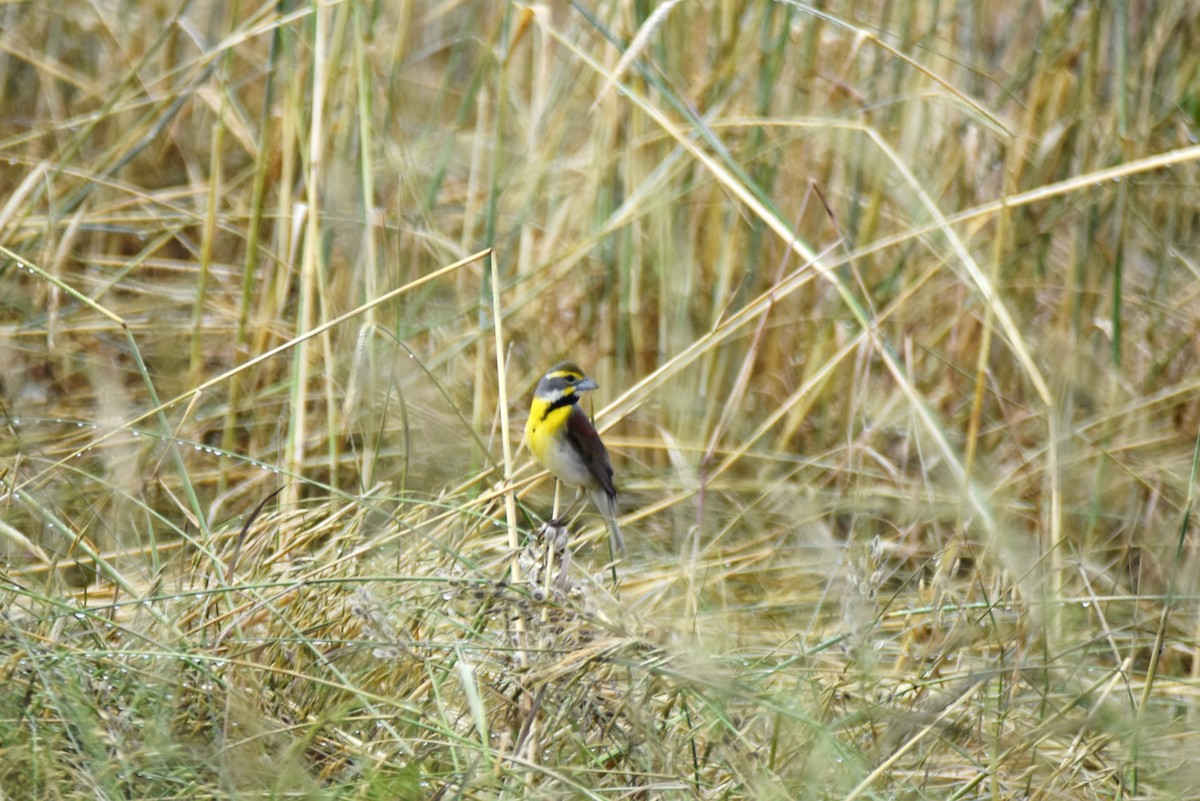 Dickcissel - ML620133785