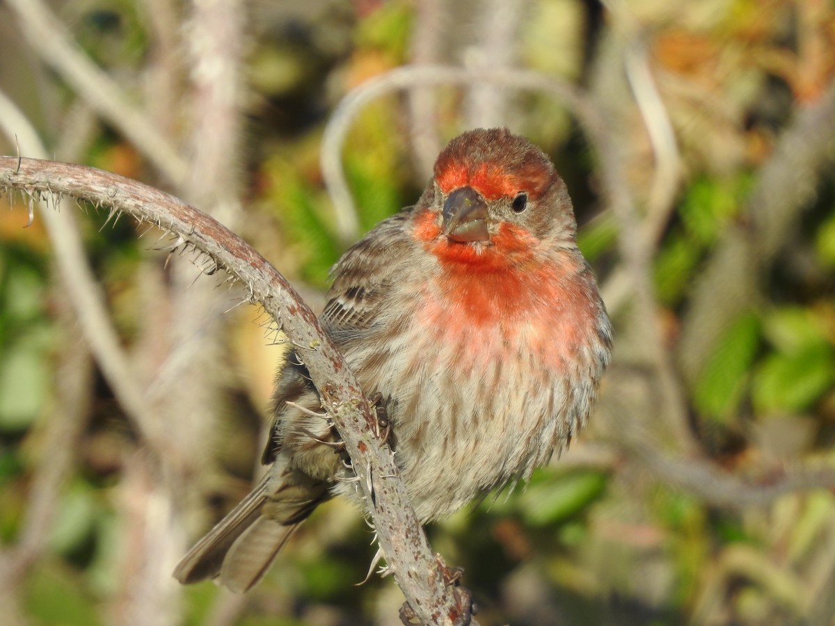 House Finch - ML620133787