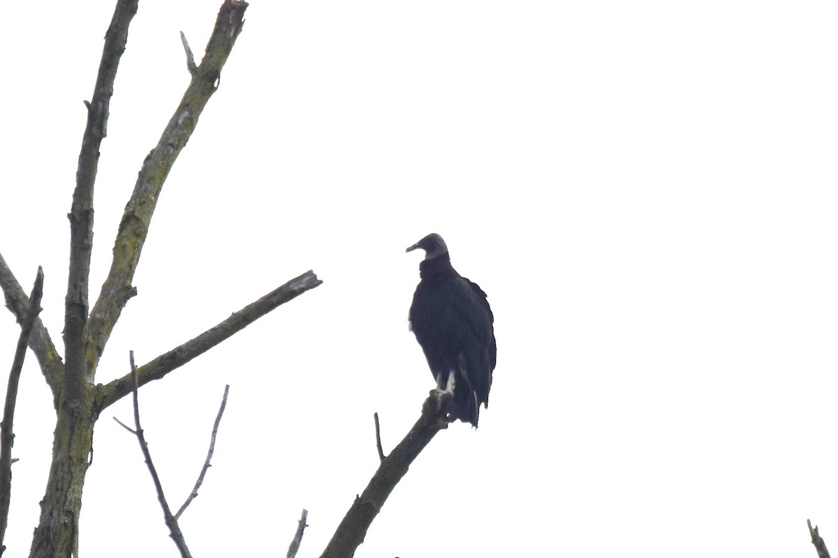 Black Vulture - ML620133793
