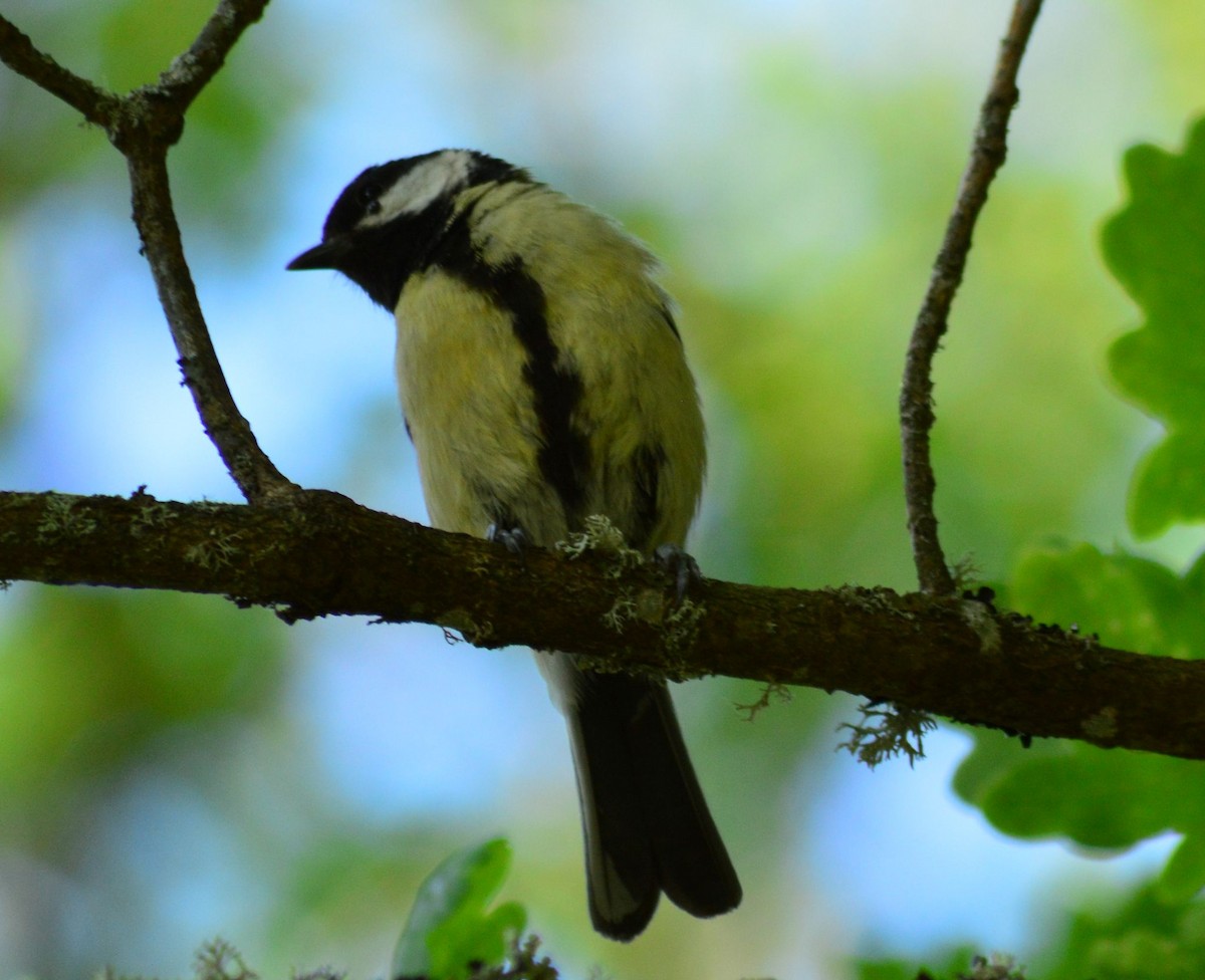 Great Tit - ML620133797