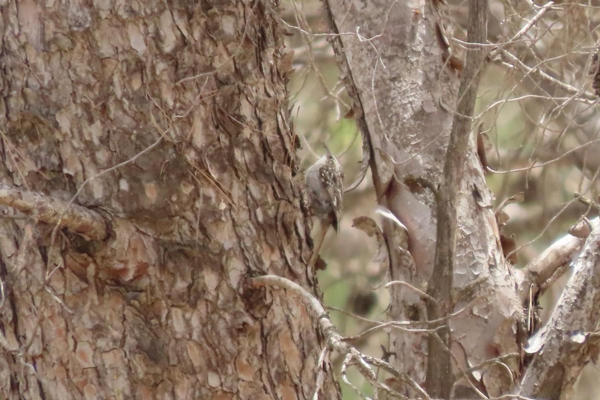 Short-toed Treecreeper - ML620133803