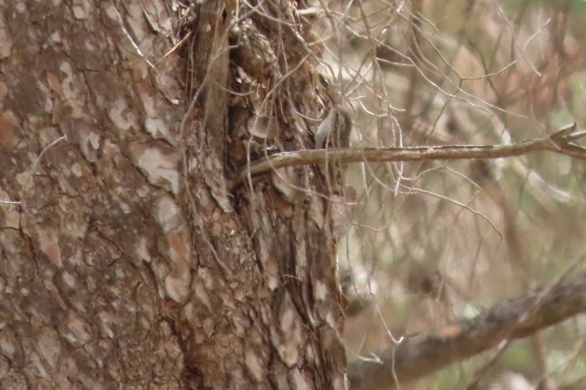 Short-toed Treecreeper - Rosa Benito Madariaga