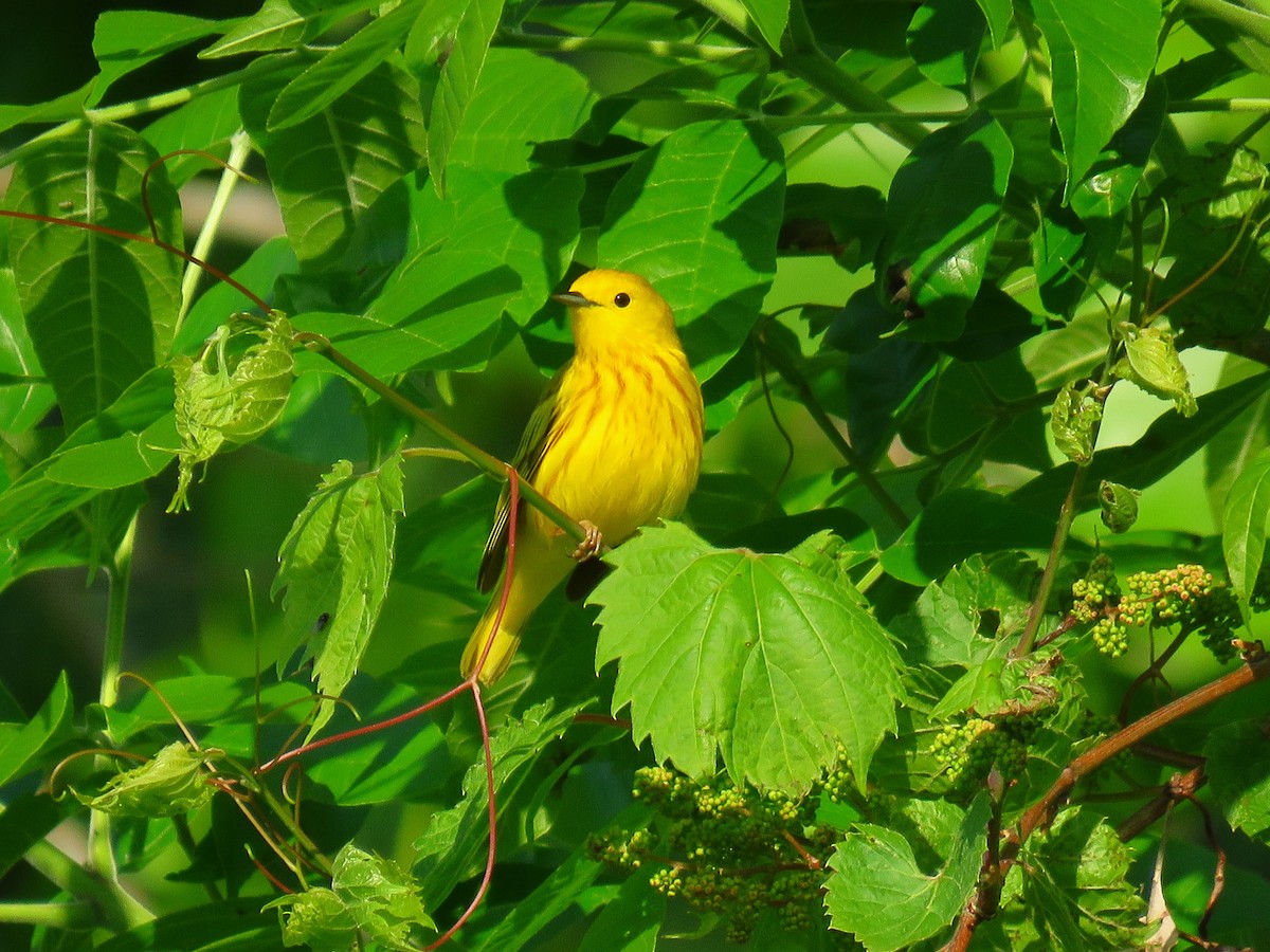 Paruline jaune - ML620133806