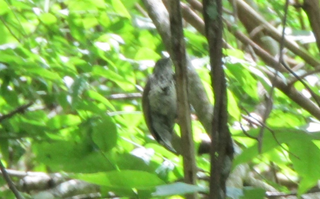 Speckled Piculet - ML620133812