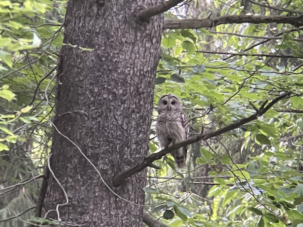 Barred Owl - ML620133815