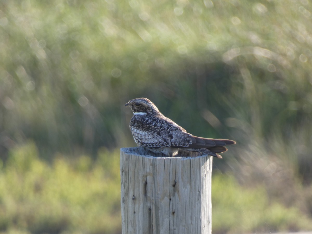 Common Nighthawk - ML620133830