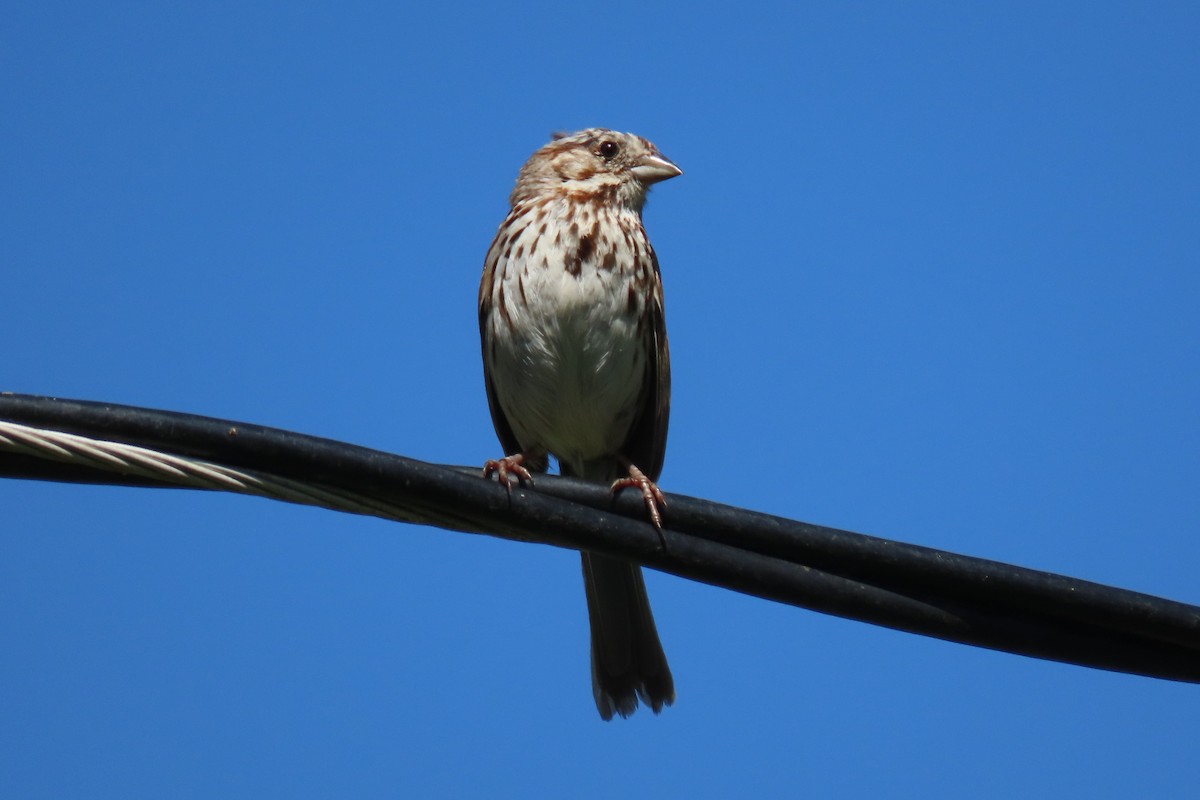 Song Sparrow - ML620133832