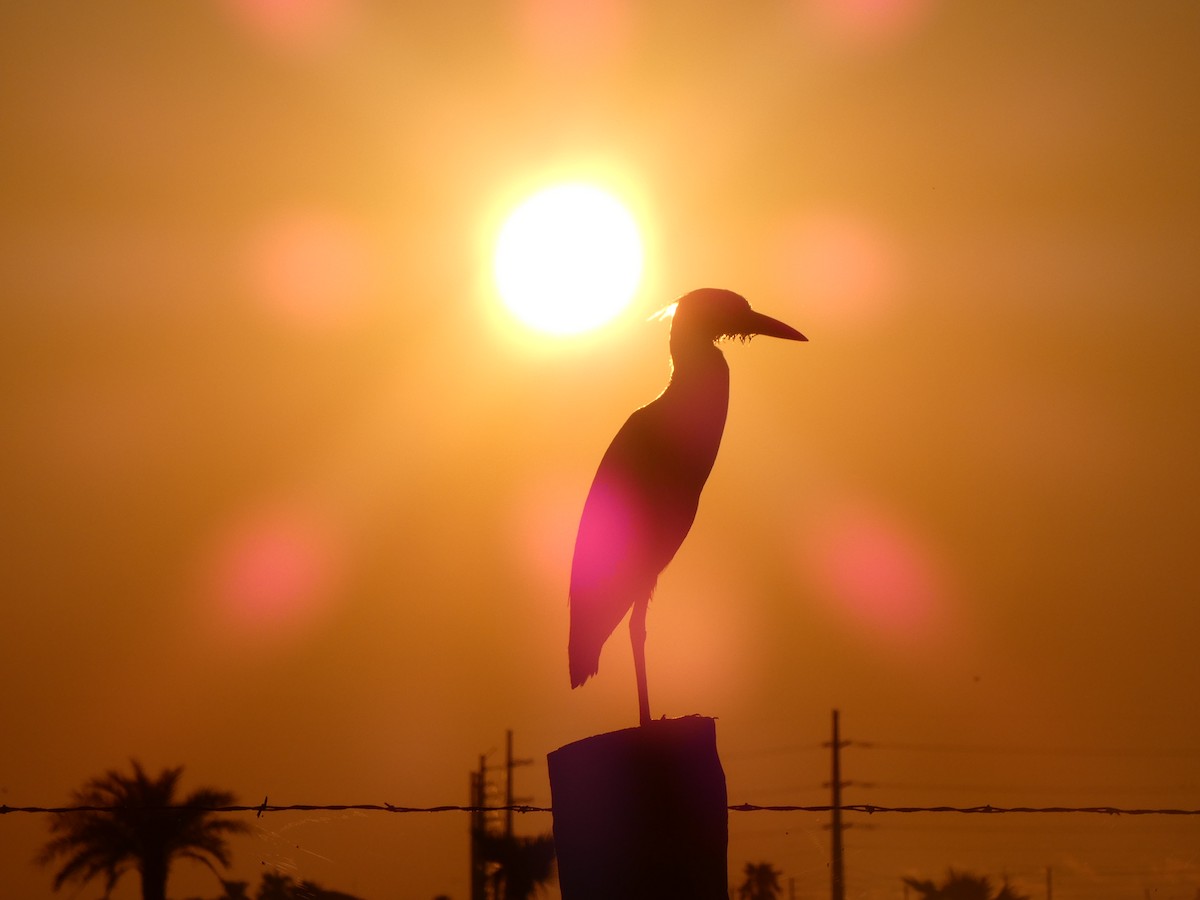 Yellow-crowned Night Heron - ML620133833