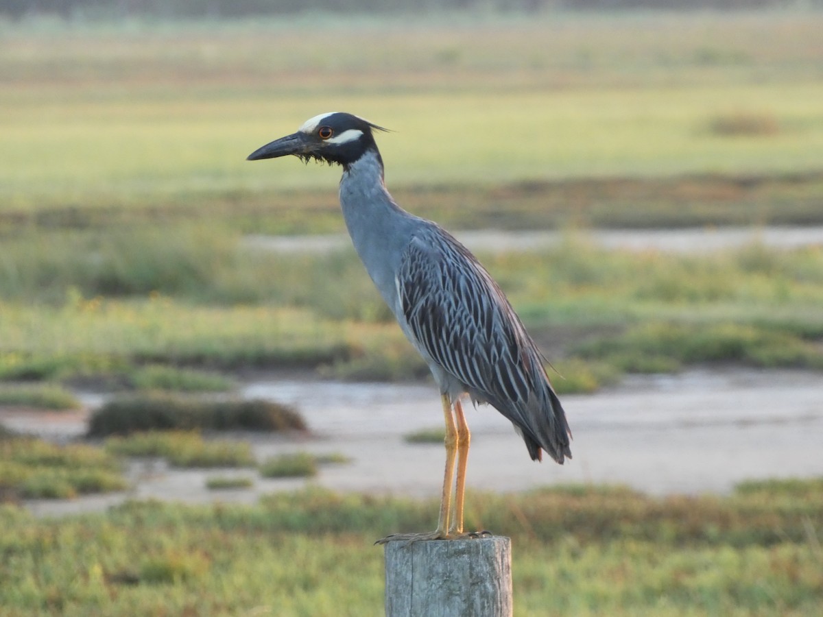 Yellow-crowned Night Heron - ML620133834