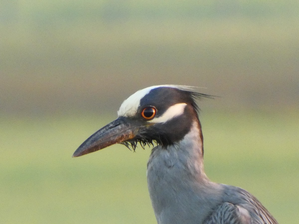 Yellow-crowned Night Heron - ML620133835