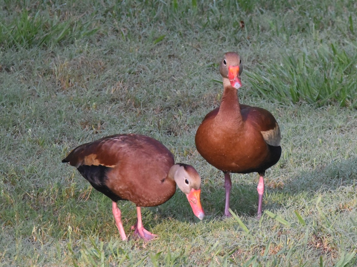 Black-bellied Whistling-Duck - ML620133842