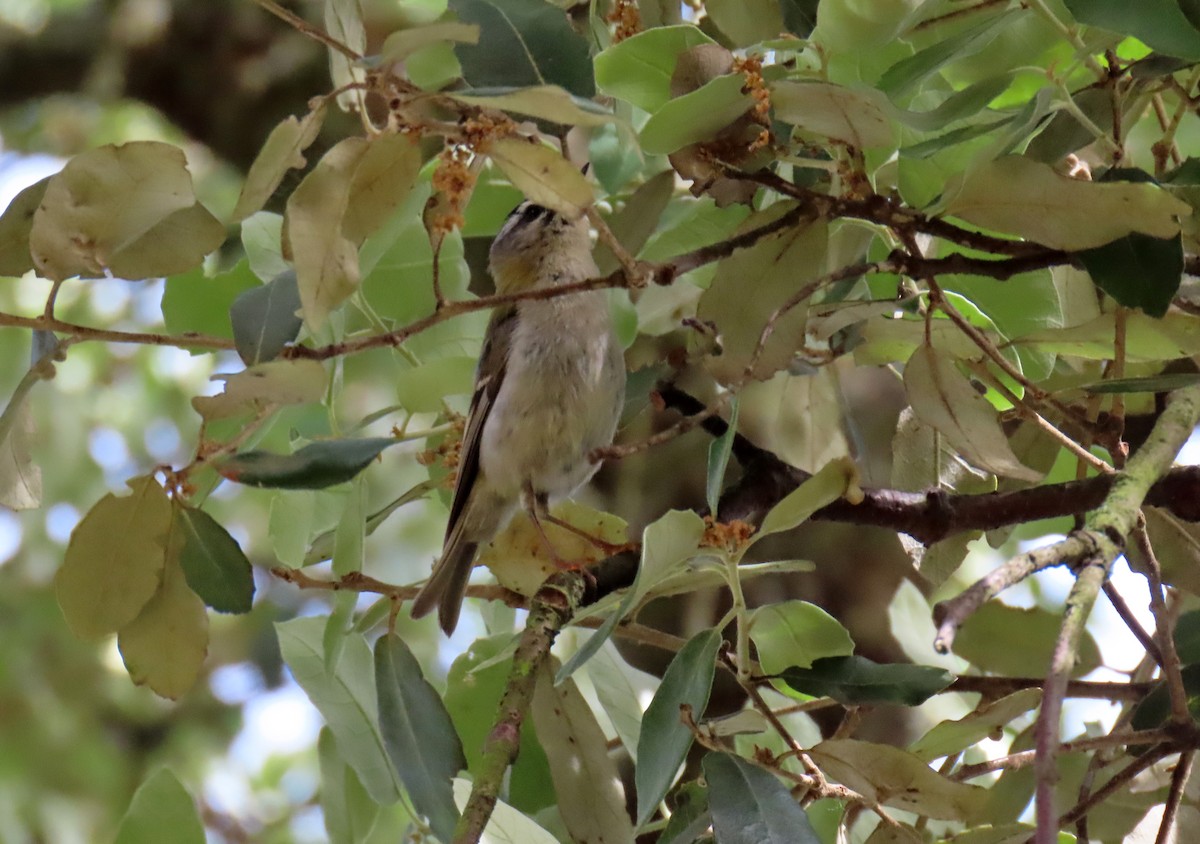 Common Firecrest - ML620133847