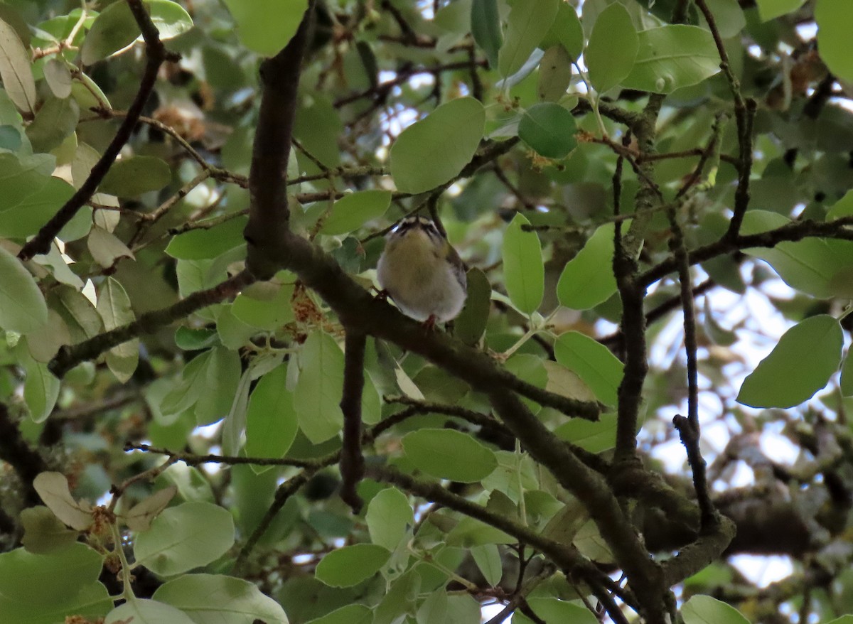 Common Firecrest - ML620133863